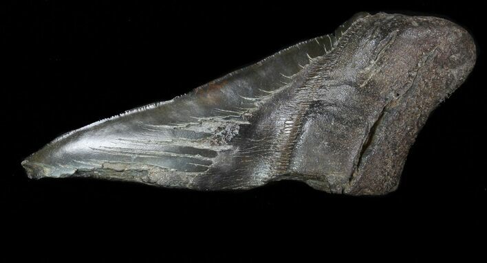 Partial Fossil Megalodon Tooth #88649